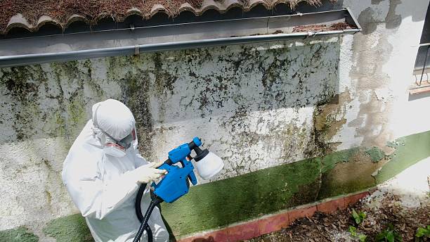 Top rated local Mold Remediation specialists in Hudson, FL